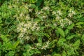 Wild Stonecrop Wildflowers, Sedum ternatum