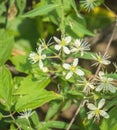 Wild Stonecrop Wildflowers, Sedum ternatum