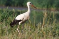 Wild stork Royalty Free Stock Photo
