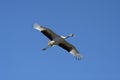 Wild stork flying