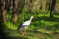 Wild stork in the forest. Royalty Free Stock Photo