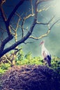 Wild stork in nest Royalty Free Stock Photo