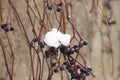 Wild strawberres and blooms with red berries growing in the garden, useful fruit