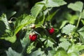 Wild strawberres and blooms with red berries growing in the garden, useful fruit