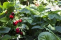 Wild strawberres and blooms with red berries growing in the garden, useful fruit