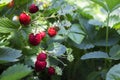 Wild strawberres and blooms with red berries growing in the garden, useful fruit