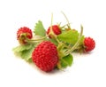 Wild strawberries Royalty Free Stock Photo