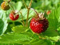 Wild strawberries Royalty Free Stock Photo