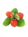 Wild Strawberries Royalty Free Stock Photo