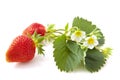 Wild strawberries Royalty Free Stock Photo