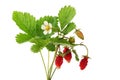 Wild strawberries Royalty Free Stock Photo