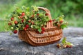 Wild strawberries in a basket on a stump on a summer sunny day. Royalty Free Stock Photo