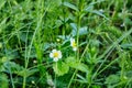 Wild strawberries bloom in green grass in spring in summer. White flower in a meadow, a field. Royalty Free Stock Photo