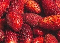Wild Strawberries, close up Royalty Free Stock Photo