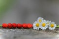 Wild strawberries Royalty Free Stock Photo