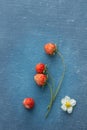 Wild Strawberries Royalty Free Stock Photo