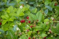 Wild strawberries - Fragaria vesca Royalty Free Stock Photo