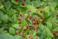 Wild strawberries - Fragaria vesca Royalty Free Stock Photo