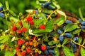 Wild strawberries - Fragaria vesca close up in the garden