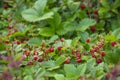 Wild strawberries - Fragaria vesca