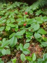 Wild strawberries, Fragaria vesca (Czech Republic, EU)