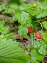 Wild strawberries, Fragaria vesca (Czech Republic, EU)
