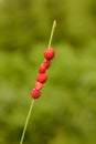 Wild Strawberries (Fragaria vesca) Royalty Free Stock Photo