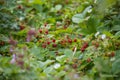 Wild strawberries - Fragaria vesca Royalty Free Stock Photo