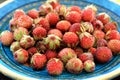 Wild strawberries Fragaria viridis in blue plate Royalty Free Stock Photo