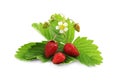 Wild strawberries, green leaves and flower isolated on white Royalty Free Stock Photo