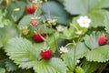 Wild strawberries with green leaves in the garden Royalty Free Stock Photo