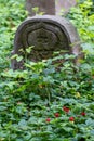 Wild strawberries grow amongst the old gravestones in the historic New Jewish Cemetery in Kazimierz, Krakow, Poland