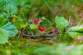 Wild strawberries growing in green grass Royalty Free Stock Photo