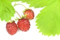 Wild strawberries with leaves on white background. Royalty Free Stock Photo