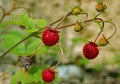 Fruits: Wild strawberries