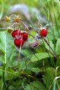 Wild strawberries Royalty Free Stock Photo