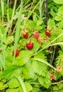 Wild strawberries plant with fruits