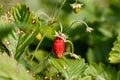 Wild strawberries plant