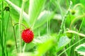 Wild strawberries plant with red ripe berry