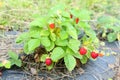 Wild strawberries ripe fruits on the plant