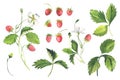 Wild Strawberries, Sprig, Leaves, Berries. Elements isolated on white. Watercolor Royalty Free Stock Photo