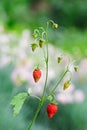 Wild strawberries twig with red berries Royalty Free Stock Photo