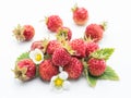 Wild strawberries on the white background. Royalty Free Stock Photo