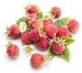 Wild strawberries on the white background Royalty Free Stock Photo