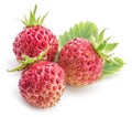 Wild strawberries on the white background. Royalty Free Stock Photo