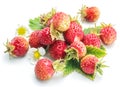 Wild strawberries on the white background Royalty Free Stock Photo