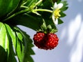 wild strawberry Royalty Free Stock Photo