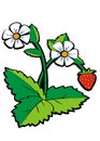 Wild strawberry