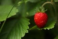 Wild strawberry Royalty Free Stock Photo