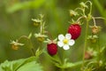 Wild strawberry